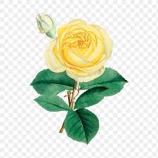 Vintage Of A Yellow Rose Flower Design Element Free Image By Rawpixel Com Yellow Rose Flower Flower Illustration Yellow Roses