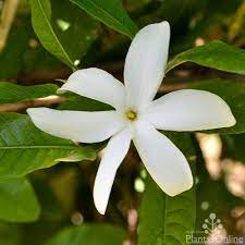Randia Fitzalanii Native Gardenia Australian Plants Online Australian Plants Fragrant Flowers Gardenia Plant
