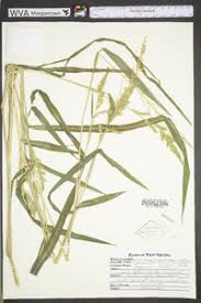 Image result for Echinochloa frumentacea