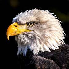 Watch jeffrey wright wrestle with a pressing question: Eagles Quiz Questions And Answers Free Online Printable Quiz Without Registration Download Pdf Multiple Choice Questions Mcq