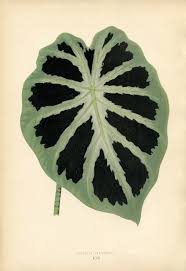 Birch leaf printable | calla lily or heart plant leaf printable | dusty miller printable 10 Free Tropical Leaves Printables Instant Art Botanicals The Graphics Fairy