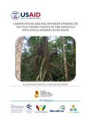 Image result for Syzygium rowlandii