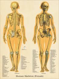 Amazon.com the skeleton & bones category covers the bones and function of the human skeleton, the axial and appendicular. Female Skeletal System Anatomy Chart 18 X 24