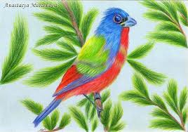Animal drawings sketches, owls drawing, bird drawings. Easy Drawings By Colour Pencils Novocom Top