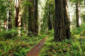 Coast Redwood Sequoia Sempervirens In The Hunnewell Donald Memorial Grove In Redwood National And State Parks Coast Redwood State Parks