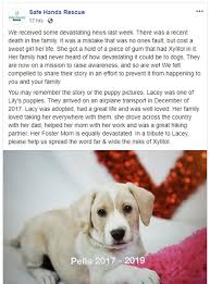 Support & help rescue animals simply by shopping on our site. The Dangers Of Xylitol Wagging Tails Pet Resort