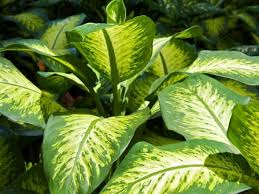 Check spelling or type a new query. Poisonous And Non Poisonous Plants An Illustrated List