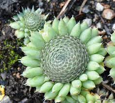 Orostachys Spinosa Flowering Succulents Unusual Plants Cacti And Succulents