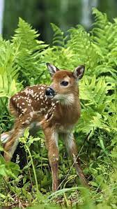 Wallpaper Download 1080x1920 A Sweet Baby Deer In The Grass In Forest Wild Animals Wallpapers Animals Wallp Wild Animal Wallpaper Animals Beautiful Baby Deer
