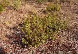 Image result for Diospyros virgata