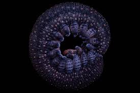 Image result for Afroqueta capensis