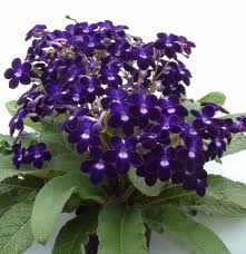Image result for Streptocarpus kamerunensis