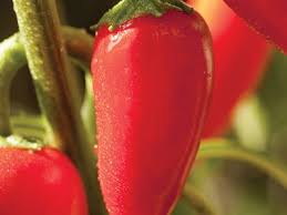 Image result for Capsicum frutescens