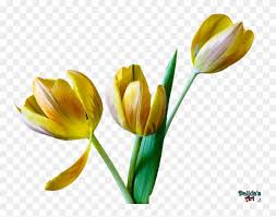 As an abcteach member you have unlimited access to our 22,000+ clipart illustrations and can use them for commercial use. Tulip Flower Png Clip Art Free Transparent Png 754x582 885279 Pngfind