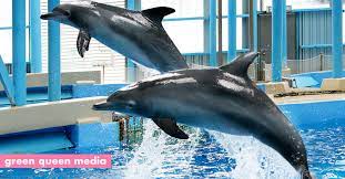 The park will continue to put in place a series of strict precautionary measures to safeguard the health and safety of our visitors, staff and animals. Ocean Park Ends Exploitative Dolphin Sea Lion Show Thanks To Activist Pressure