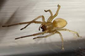 Image result for yellow sac spider bite skin