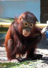 Baby Orangutan At The Phoenix Zoo Baby Orangutan Orangutan Great Ape