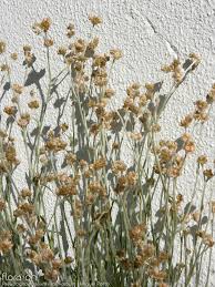 Image result for Pseudognaphalium luteo-album