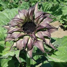 Purple flowers that look like sunflowers. Sunflower Sunfill Purple F1 Harris Seeds
