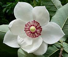 The pyramid magnolia, magnolia pyramidata, is a rare and local native to rich ravines of the coastal it appeared to be extinct in its home range. Magnolia Wikipedia