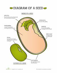 Parts Of A Seed Worksheet Education Com Agriculture Education Plant Science Life Science