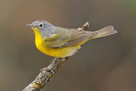 Backyard Birds Of Middle Tennessee Nashville Warbler Bird Life List Birds At Swim Two Birds