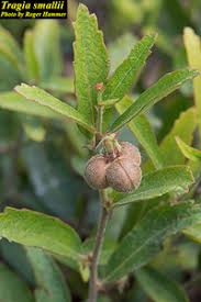 Image result for Tragia brevipes