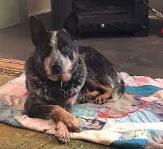 Get a boxer, husky, german shepherd, pug, and more on kijiji pudel pointer x australian cattle dog 6 healthy puppies born october 20, 5 females 1 male. Australian Cattle Dog Breeders Australia Australian Cattle Dog Info Puppies