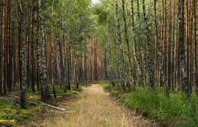 Las or las may stand for: Doplaty Do Prywatnych Lasow Arimr Kalendarzrolnikow Pl