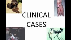 Do other readers have experience of thyroid cancer treatments with their dogs and how long can i expect her to live happily without treatment? Thyroid Cases In Dogs And Cats Youtube