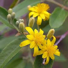 Image result for Grewia praecox