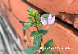 Image result for Cleome rutidosperma
