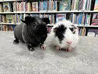 DROP-IN: Meet the Guinea Pigs (Family)