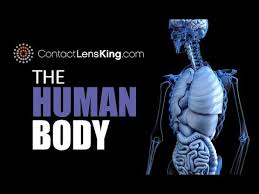 The ribs partially enclose and protect the chest cavity, where many vital organs (including the heart and the lungs) are located. The Human Body Organs Stomach Liver Intestines Brain Heart Kidneys Lungs Youtube