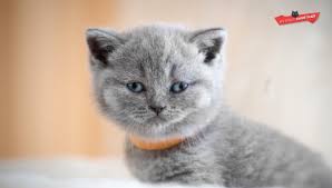 When kitten is ready to go to his new home. How To Choose A British Shorthair Kitten My British Shorthair