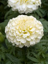 Image result for Tagetes erecta