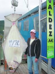 Valdez halibut fishing is unique because of the tours that go along with the trip. Valdez Is Big On Fish Visitors Guide Newsminer Com