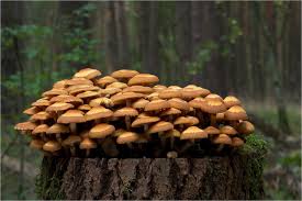 Eine Stockschwammchenkonserve Gefullt Im Letzten Otober Im Burkhard Seinen Zauberwald Stevie Wonder Sting Higher Ground And Rox Pilze Zauberwald Natur