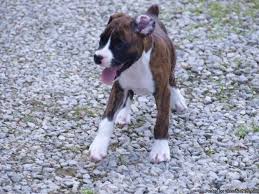 Meet these handsome, sweet, outgoing boxer puppies. Akc Boxer Puppies Price 250 00 For Sale In Portsmouth Iowa Best Pets Online