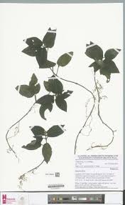 Image result for Leptactina involucrata