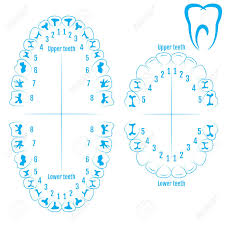 Orthodontist Human Tooth Anatomy Vector With Numbering Of Teeth