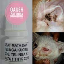 Kemudian letak sedikit ubat terramycin tadi dalam mata kucing dan kucing akan automatik tutup mata dan kita gosok rata gel terramycin tadi dari luar (melalui kelopak mata kucing) inshaallah, sakit mata. Ubat Sakit Mata Kucing Jurupulih 2