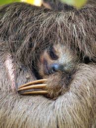 Close Up View Of Brown Throated Sloth Sleeping Costa Rica Sloth Sleeping Sloth Three Toed Sloth