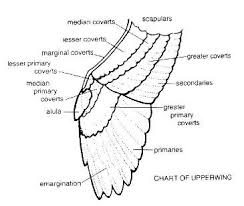 Learn More About The Different Types Of Birds Feathers
