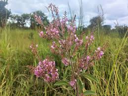 Image result for Pseudarthria