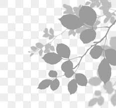  Gambar Png Proyeksi Daun Yang Mudah Digunakan Bayangan Proyeksi Proyeksi Daun Png Transparan Clipart Dan File Psd Untuk Unduh Gratis Pantai Musim Panas Latar Belakang Natal Bayangan