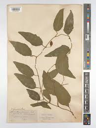 Image result for Pyrenacantha kirkii