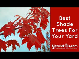 Autumn blaze gets additional characteristics from its other parent, the silver maple (acer saccharinum). Top 5 Best Shade Trees For Your Yard Naturehills Com Youtube