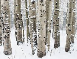 Birch Trees In Colorado Birch Forest Colorado Art Forest Art Print Nature Etsy Nature Photography Trees Colorado Art Nature Photography