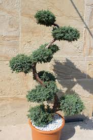 Juniperus Squa Blue Carpet Wacholder Bonsai S Topiaries Bonsai 160cm Ebay Gartenbonsai Pflanzen Formschnitt Garten